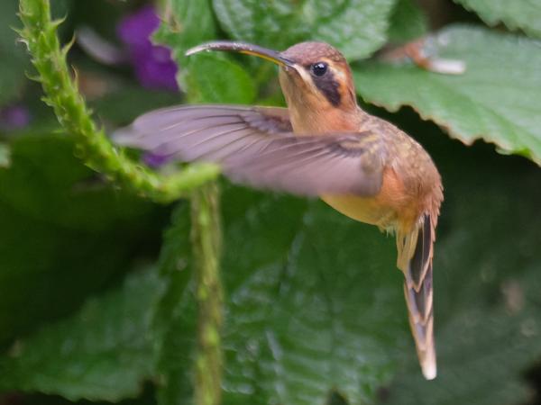 <h3><a href="/trips/costa-rica/biota/animalia/chordata/aves/033 apodiformes/004 trochilidae/phaethornis striigularis/phaethornis striigularis-nl.html">Phaethornis&nbsp;striigularis</a> / Stripe‑throated&nbsp;hermit / Kleine&nbsp;streepkeelheremietkolibrie</h3>OM-1 met M.300mm F4.0 + MC-14, 1/500 sec  bij F5.6, ISO 10000, afstand 6.47&nbsp;m